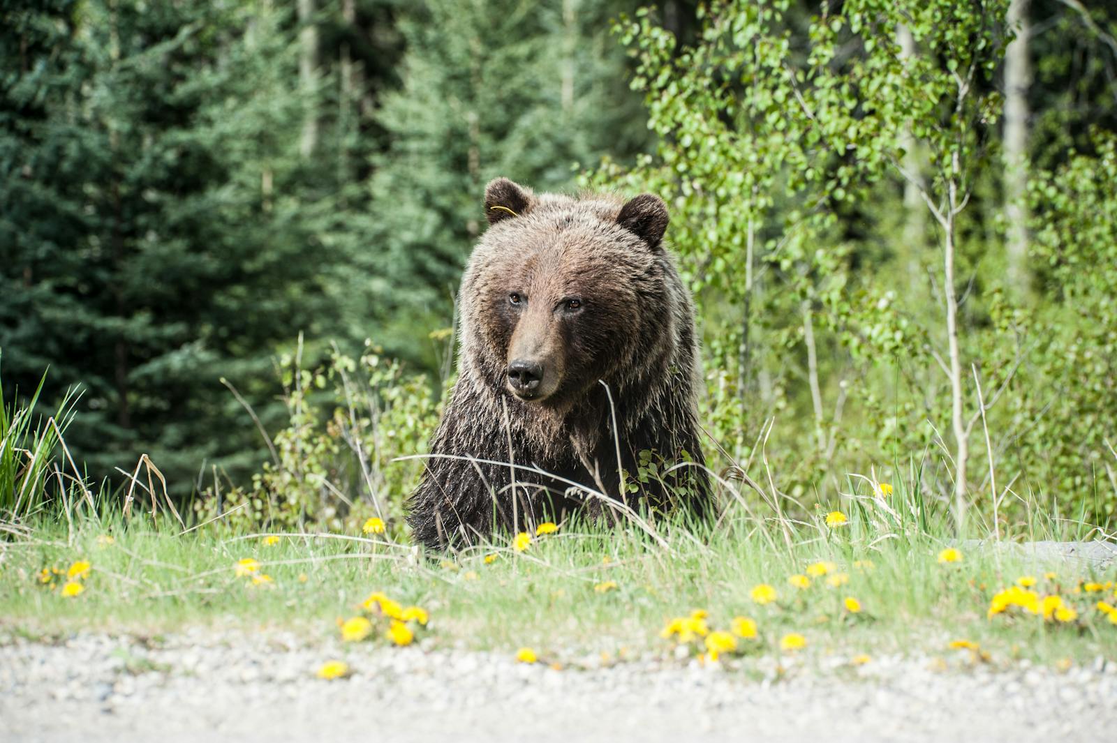 10 animal wallpapers ultra HD animal wallpapers ultra HD, bear 4k wallpaper, bear desktop background, bear UHD background, grizzly bear wallpaper, nature 4K wallpapers, polar bear 4K images, wildlife wallpaper 4K Majestic Bear 4K Extremely Excessive Definition Wallpapers – Wild Magnificence and Pure world’s Majesty in Breathtaking Texture animal wallpapers ultra HD Majestic Bear 4K Extremely Excessive Definition Wallpapers – Wild Magnificence and Pure world’s Majesty in Breathtaking Texture