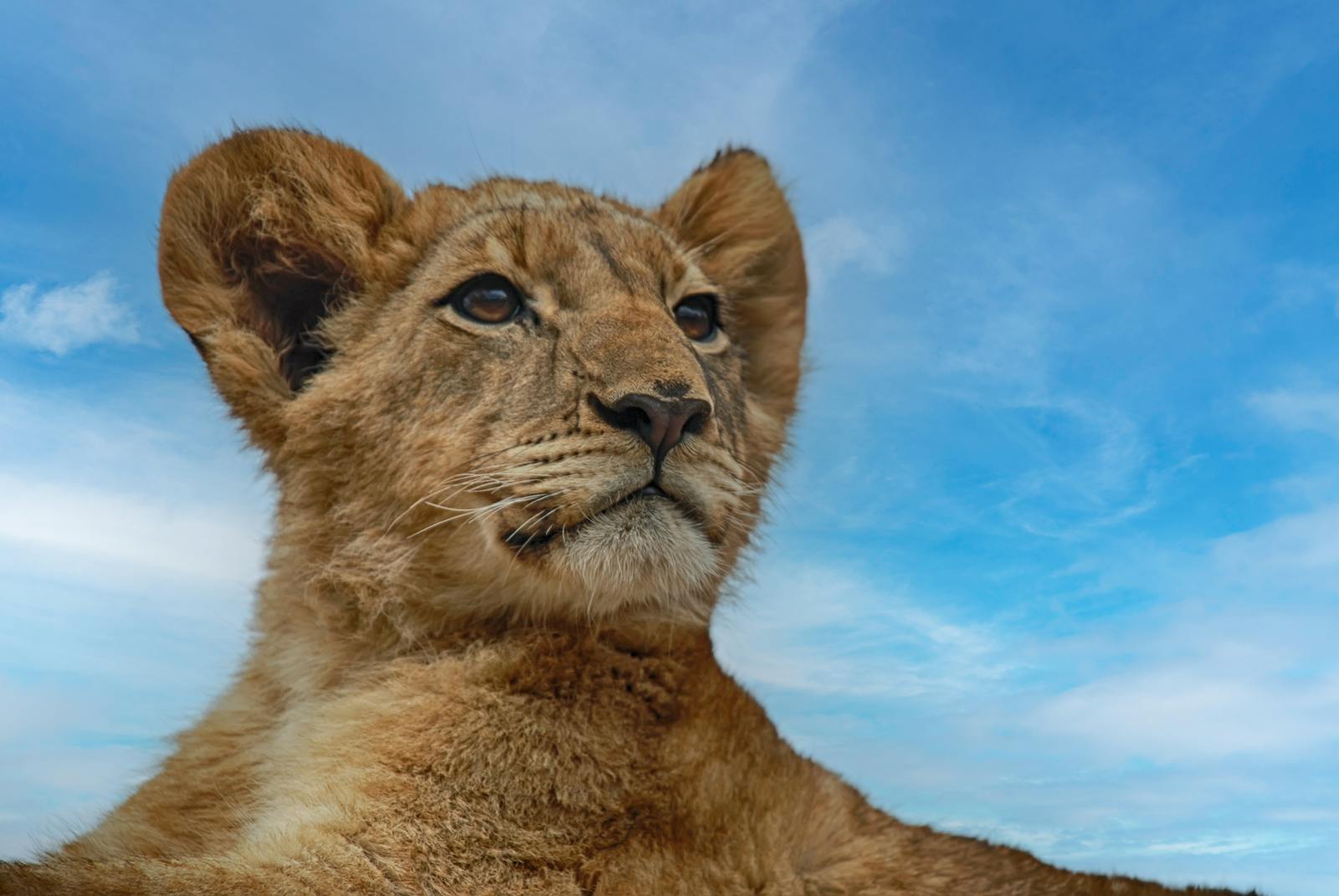 11 African lions African lions, animal wallpapers, baby lion wallpaper, cute lion wallpapers, lion cub 4K wallpapers, lion cub wallpapers, majestic lions, nature backgrounds, wildlife photography Lion Cub Wallpapers – The Cutest Faces of the Wild African lions Lion Cub Wallpapers – The Cutest Faces of the Wild