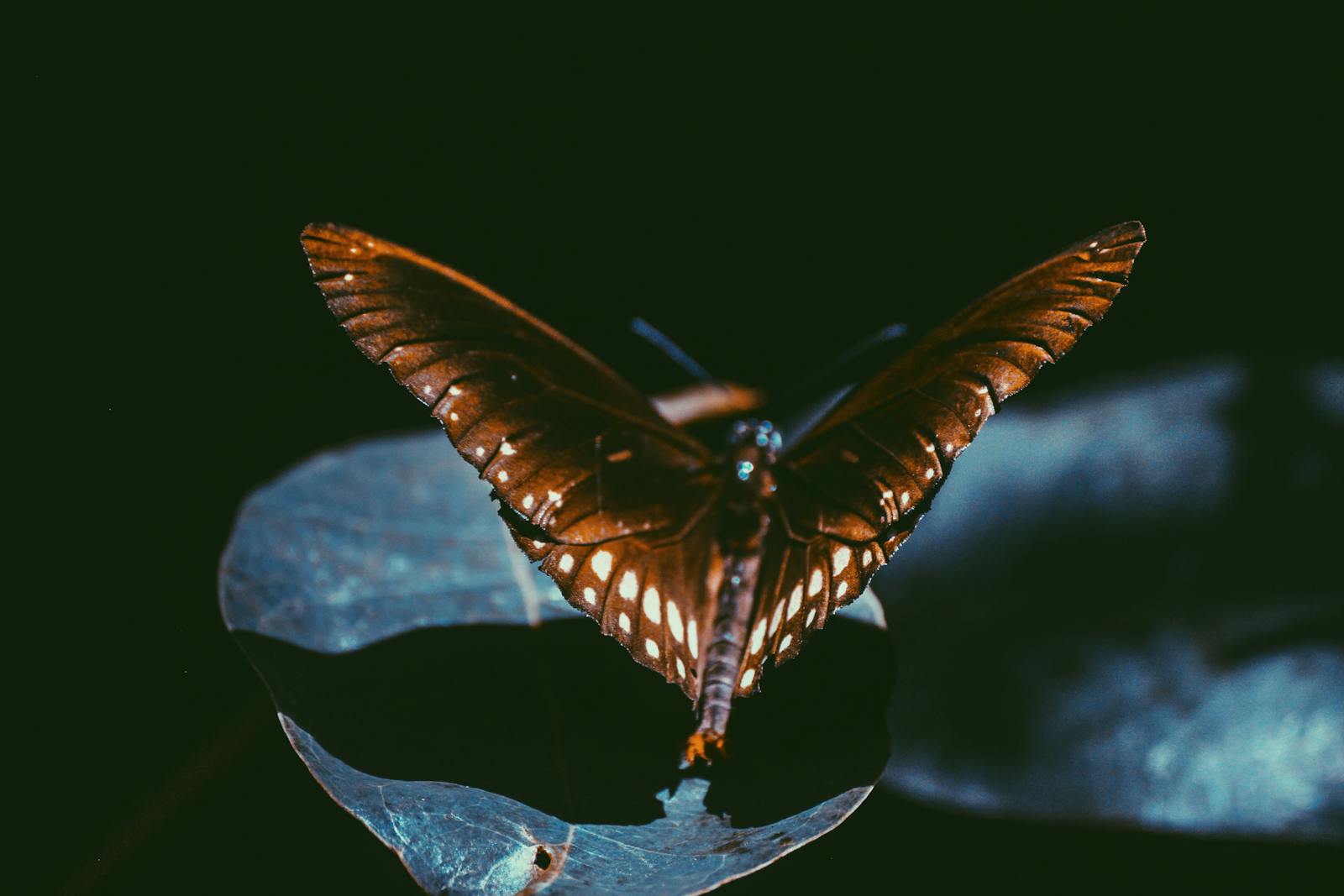 2 butterfly 4k wallpapers butterfly 4k wallpapers, butterfly photography 4k, butterfly ultra hd images, colorful butterfly backgrounds, nature insect wallpapers, nature wallpapers free download Butterfly 4K Wallpapers – Vibrant Wings of Pure world butterfly 4k wallpapers Butterfly 4K Wallpapers – Vibrant Wings of Pure world