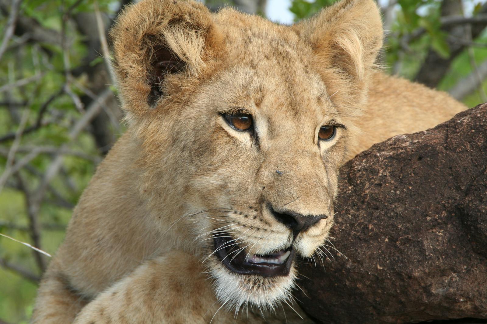 A juvenile lion rests on a rock in its natural habitat, showcasing its majestic features and relaxed demeanor.