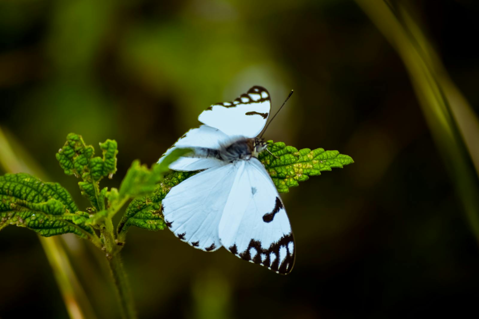 9 butterfly 4k wallpapers butterfly 4k wallpapers, butterfly photography 4k, butterfly ultra hd images, colorful butterfly backgrounds, nature insect wallpapers, nature wallpapers free download Butterfly 4K Wallpapers – Vibrant Wings of Pure world butterfly 4k wallpapers Butterfly 4K Wallpapers – Vibrant Wings of Pure world