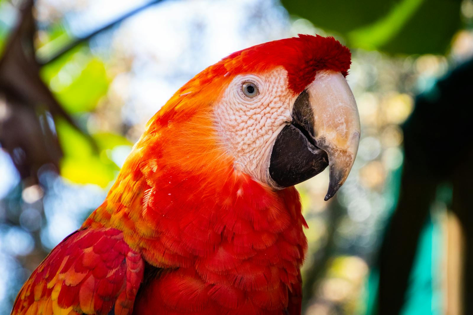 1 Amazon Parrot Images Amazon Parrot Images, Colorful Birds Wallpapers, Exotic Parrot Backgrounds, Macaw Wallpapers HD, Nature Bird Backgrounds., Parrot Photography, Parrot Wallpapers, Tropical Forest Birds 4K, Tropical Parrot 4K, Wildlife Wallpapers 4K Parrot Wallpapers – Vibrant Voices of the Tropical Forest Amazon Parrot Images Parrot Wallpapers – Vibrant Voices of the Tropical Forest