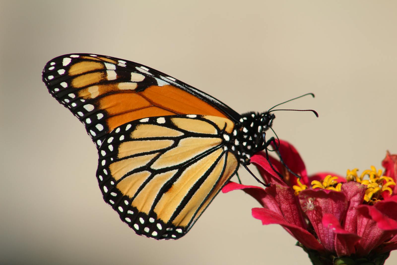 18 butterfly 4k wallpapers butterfly 4k wallpapers, butterfly photography 4k, butterfly ultra hd images, colorful butterfly backgrounds, nature insect wallpapers, nature wallpapers free download Butterfly 4K Wallpapers – Vibrant Wings of Pure world butterfly 4k wallpapers Butterfly 4K Wallpapers – Vibrant Wings of Pure world