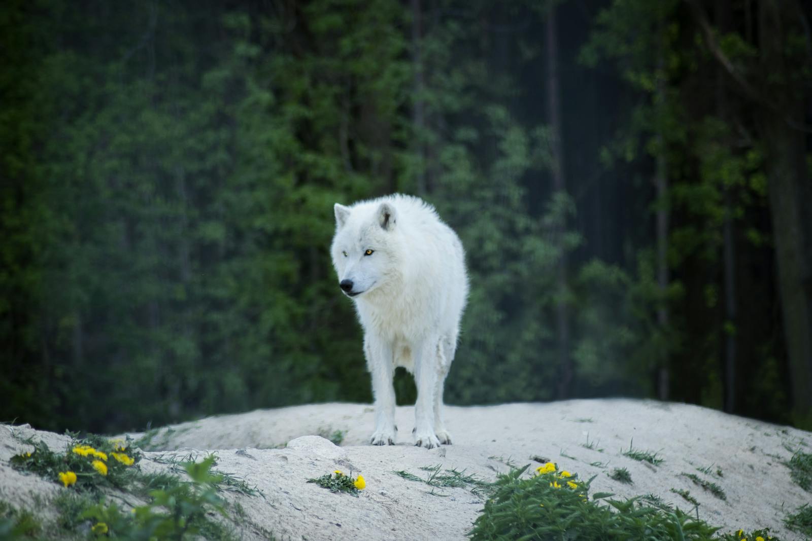 4 4K wolf images 4K wolf images, fantasy wolf wallpaper, snow wolf 4K, wild animal wallpapers, wolf HD background, wolf wallpaper 4K, wolf wallpaper for phone, wolf wallpapers for desktop Wolf Wallpaper 4K – The Wild Beauty of Nature on Your Screen 4K wolf images Wolf Wallpaper 4K – The Wild Beauty of Nature on Your Screen