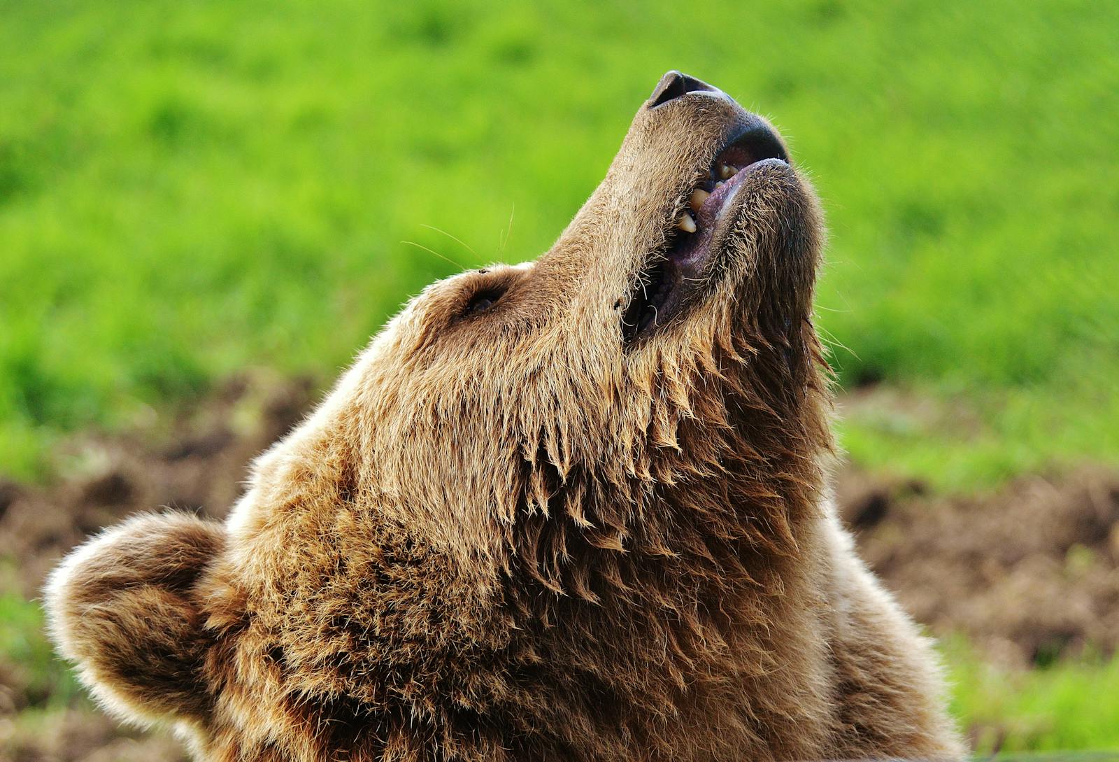 11 animal wallpapers ultra HD animal wallpapers ultra HD, bear 4k wallpaper, bear desktop background, bear UHD background, grizzly bear wallpaper, nature 4K wallpapers, polar bear 4K images, wildlife wallpaper 4K Majestic Bear 4K Extremely Excessive Definition Wallpapers – Wild Magnificence and Pure world’s Majesty in Breathtaking Texture animal wallpapers ultra HD Majestic Bear 4K Extremely Excessive Definition Wallpapers – Wild Magnificence and Pure world’s Majesty in Breathtaking Texture