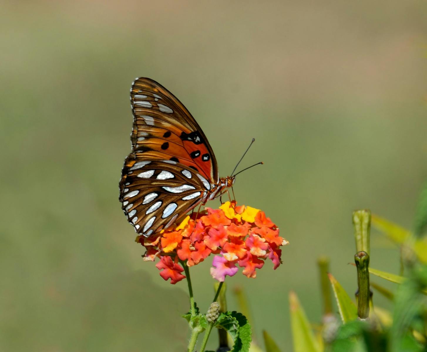 8 butterfly 4k wallpapers butterfly 4k wallpapers, butterfly photography 4k, butterfly ultra hd images, colorful butterfly backgrounds, nature insect wallpapers, nature wallpapers free download Butterfly 4K Wallpapers – Vibrant Wings of Pure world butterfly 4k wallpapers Butterfly 4K Wallpapers – Vibrant Wings of Pure world