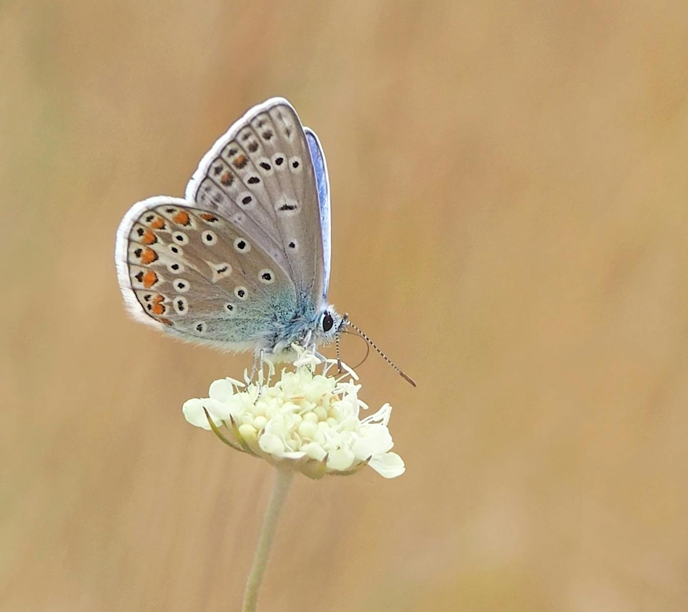 19 butterfly 4k wallpapers butterfly 4k wallpapers, butterfly photography 4k, butterfly ultra hd images, colorful butterfly backgrounds, nature insect wallpapers, nature wallpapers free download Butterfly 4K Wallpapers – Vibrant Wings of Pure world butterfly 4k wallpapers Butterfly 4K Wallpapers – Vibrant Wings of Pure world