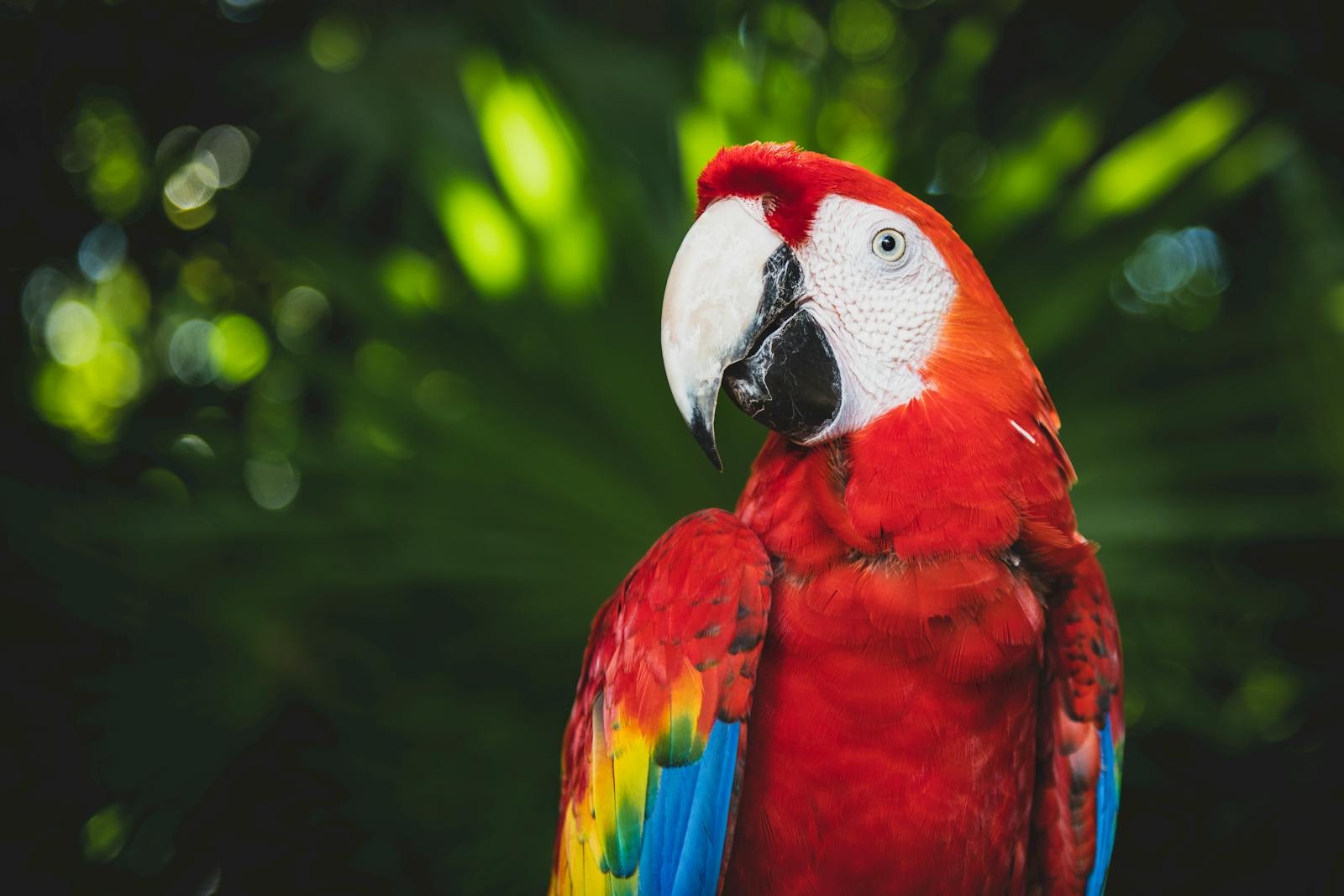 6 Amazon Parrot Images Amazon Parrot Images, Colorful Birds Wallpapers, Exotic Parrot Backgrounds, Macaw Wallpapers HD, Nature Bird Backgrounds., Parrot Photography, Parrot Wallpapers, Tropical Forest Birds 4K, Tropical Parrot 4K, Wildlife Wallpapers 4K Parrot Wallpapers – Vibrant Voices of the Tropical Forest Amazon Parrot Images Parrot Wallpapers – Vibrant Voices of the Tropical Forest