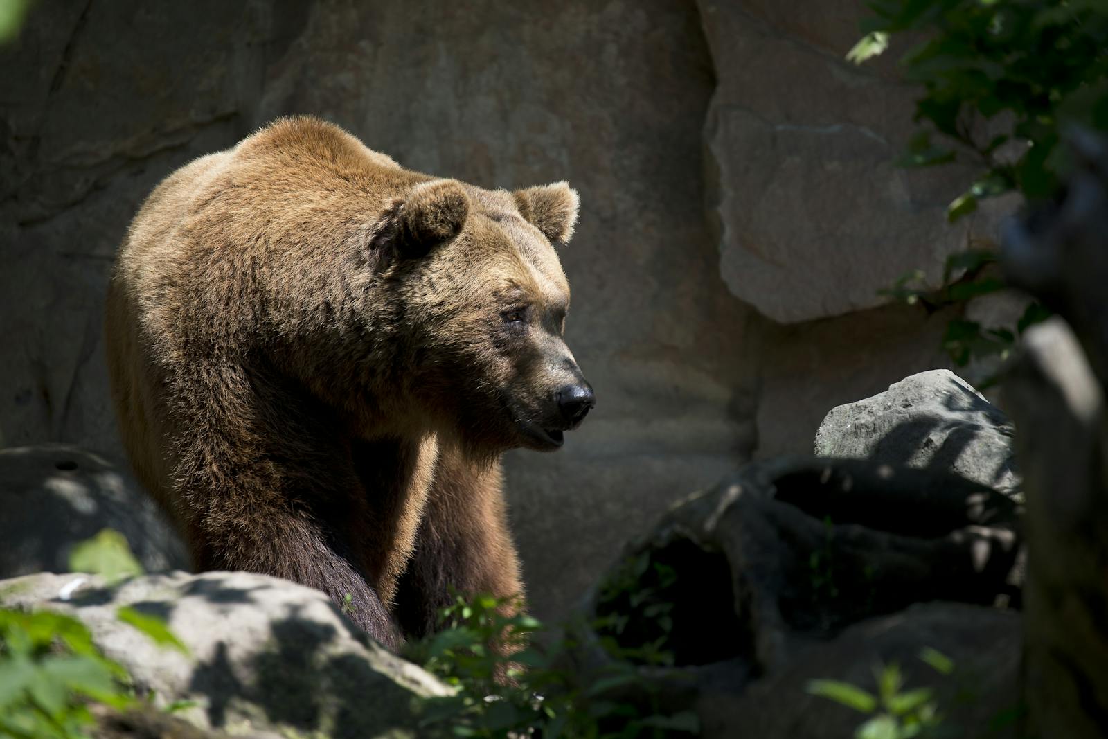 2 animal wallpapers ultra HD animal wallpapers ultra HD, bear 4k wallpaper, bear desktop background, bear UHD background, grizzly bear wallpaper, nature 4K wallpapers, polar bear 4K images, wildlife wallpaper 4K Majestic Bear 4K Extremely Excessive Definition Wallpapers – Wild Magnificence and Pure world’s Majesty in Breathtaking Texture
