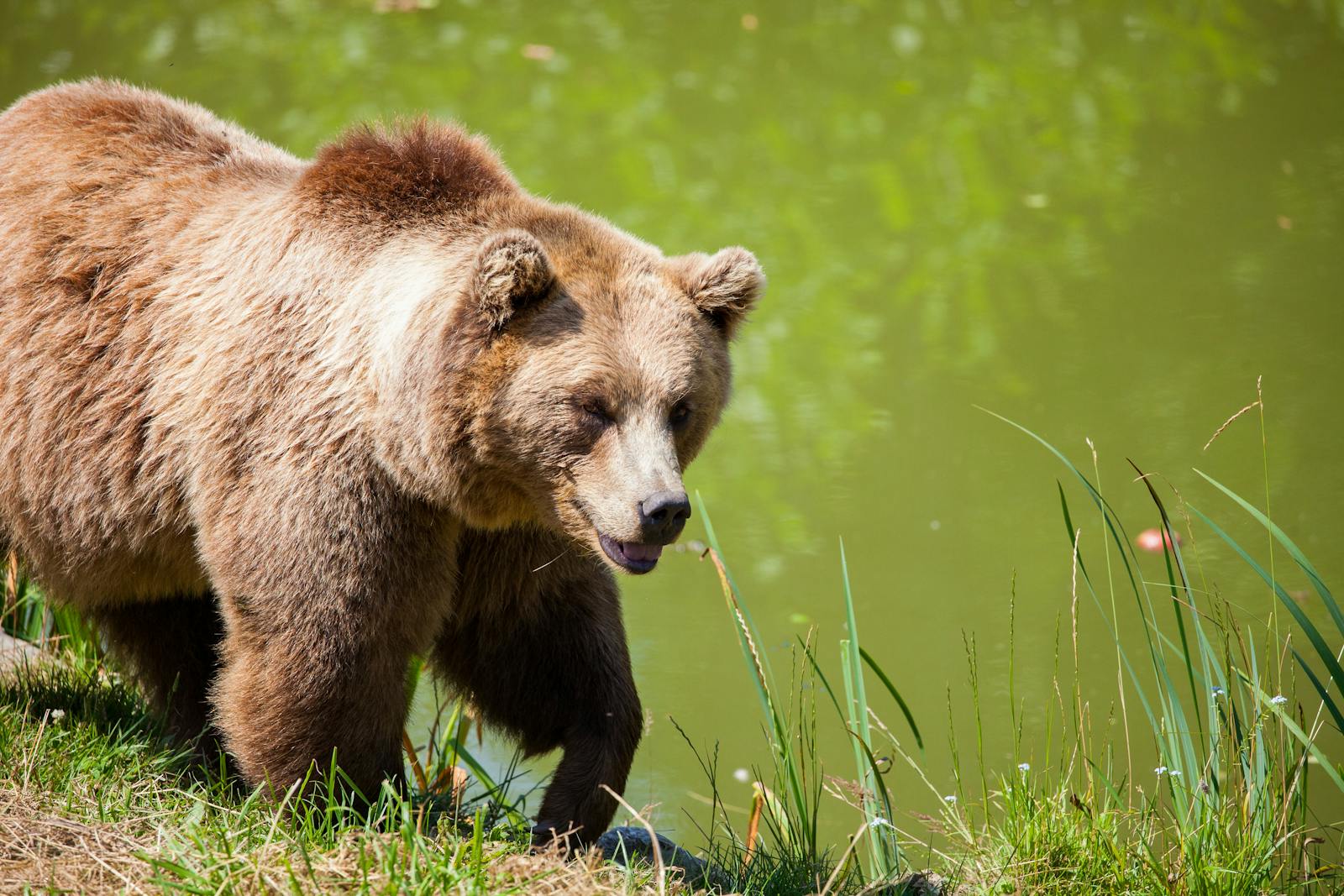 7 animal wallpapers ultra HD animal wallpapers ultra HD, bear 4k wallpaper, bear desktop background, bear UHD background, grizzly bear wallpaper, nature 4K wallpapers, polar bear 4K images, wildlife wallpaper 4K Majestic Bear 4K Extremely Excessive Definition Wallpapers – Wild Magnificence and Pure world’s Majesty in Breathtaking Texture animal wallpapers ultra HD Majestic Bear 4K Extremely Excessive Definition Wallpapers – Wild Magnificence and Pure world’s Majesty in Breathtaking Texture