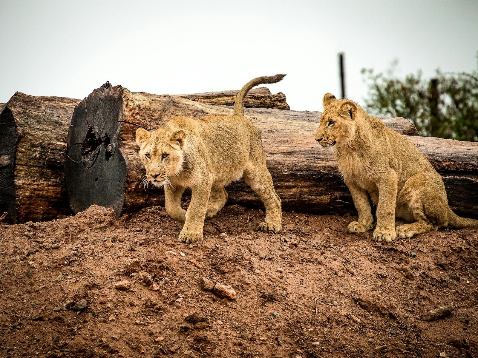 17 African lions African lions, animal wallpapers, baby lion wallpaper, cute lion wallpapers, lion cub 4K wallpapers, lion cub wallpapers, majestic lions, nature backgrounds, wildlife photography Lion Cub Wallpapers – The Cutest Faces of the Wild African lions Lion Cub Wallpapers – The Cutest Faces of the Wild
