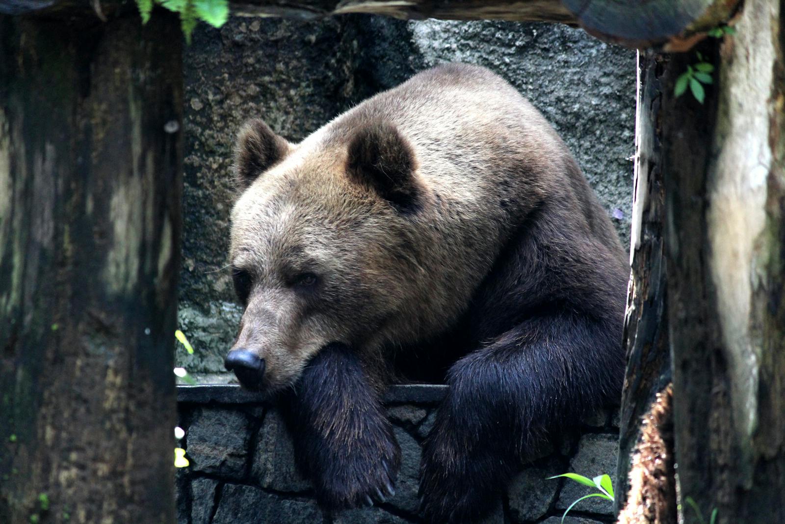 12 animal wallpapers ultra HD animal wallpapers ultra HD, bear 4k wallpaper, bear desktop background, bear UHD background, grizzly bear wallpaper, nature 4K wallpapers, polar bear 4K images, wildlife wallpaper 4K Majestic Bear 4K Extremely Excessive Definition Wallpapers – Wild Magnificence and Pure world’s Majesty in Breathtaking Texture animal wallpapers ultra HD Majestic Bear 4K Extremely Excessive Definition Wallpapers – Wild Magnificence and Pure world’s Majesty in Breathtaking Texture