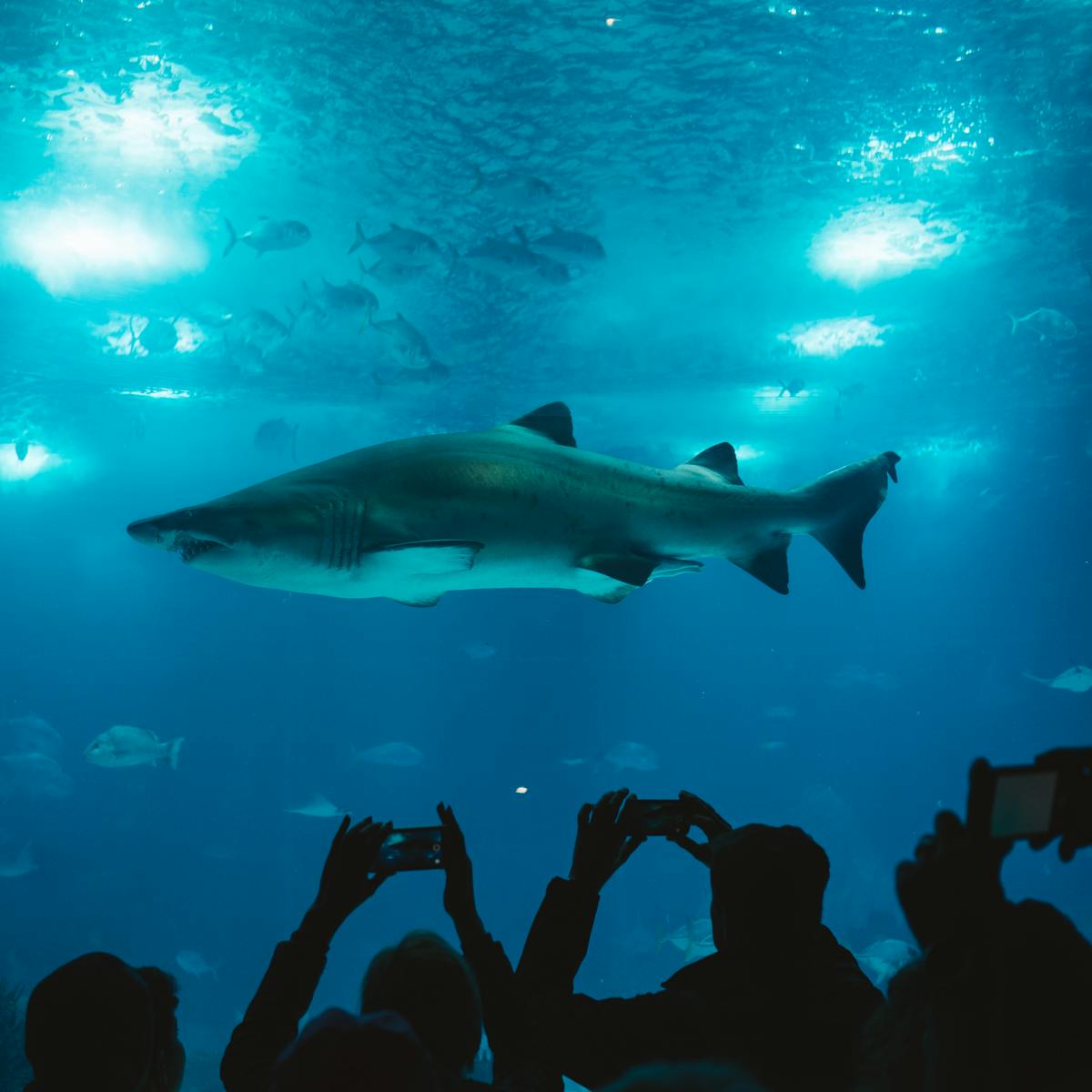 Deep Sea Wallpapers Shark 4K Wallpapers – Fearless Predators of the Ocean