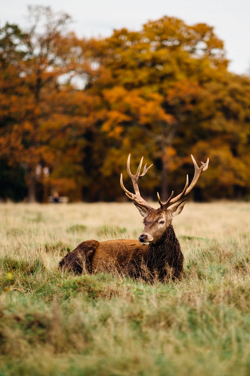 7 buck deer in fog wallpapers 4K buck deer in fog wallpapers 4K, deer and mist 4K background, deer wallpaper HD, forest deer wallpaper, majestic buck wallpapers, nature fog backgrounds, wild animal wallpapers 4K Buck Deer in Fog Wallpapers 4K – The Majestic Beauty of Nature’s Silent Mornings buck deer in fog wallpapers 4K Buck Deer in Fog Wallpapers 4K – The Majestic Beauty of Nature’s Silent Mornings