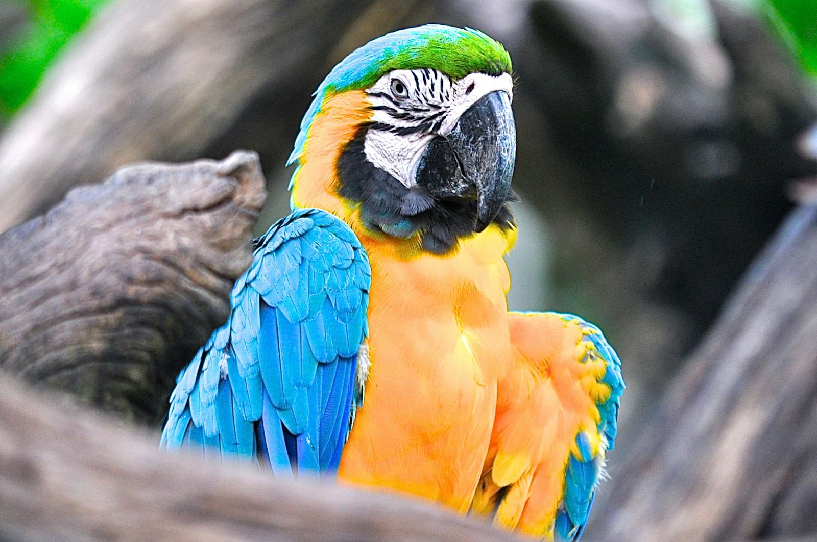 Amazon Parrot Images Parrot Wallpapers – Vibrant Voices of the Tropical Forest