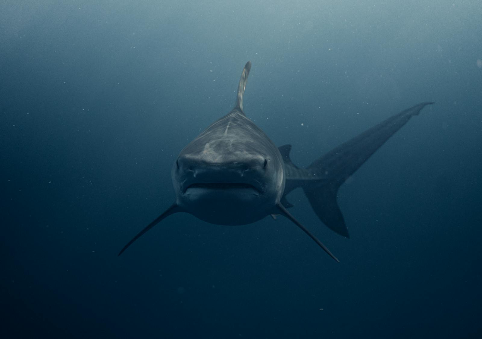 Deep Sea Wallpapers Shark 4K Wallpapers – Fearless Predators of the Ocean