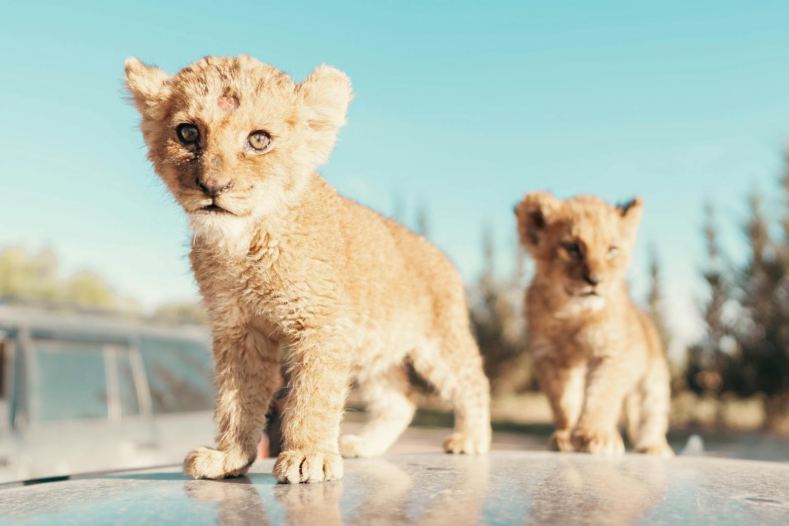 8 African lions African lions, animal wallpapers, baby lion wallpaper, cute lion wallpapers, lion cub 4K wallpapers, lion cub wallpapers, majestic lions, nature backgrounds, wildlife photography Lion Cub Wallpapers – The Cutest Faces of the Wild African lions Lion Cub Wallpapers – The Cutest Faces of the Wild