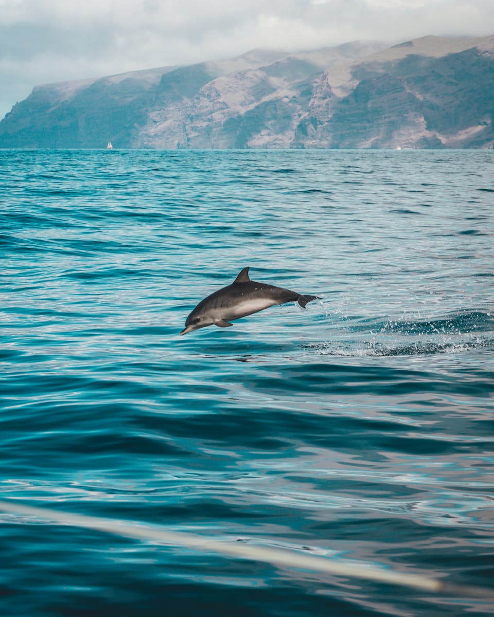 24 dolphin 4k wallpapers dolphin 4k wallpapers, dolphin ultra HD pictures, marine life wallpapers, ocean animals 4k, ocean dolphin backgrounds, sea life desktop wallpapers, underwater dolphin images Dolphin 4K Wallpapers – Joyful Swimmers of the Ocean dolphin 4k wallpapers Dolphin 4K Wallpapers – Joyful Swimmers of the Ocean