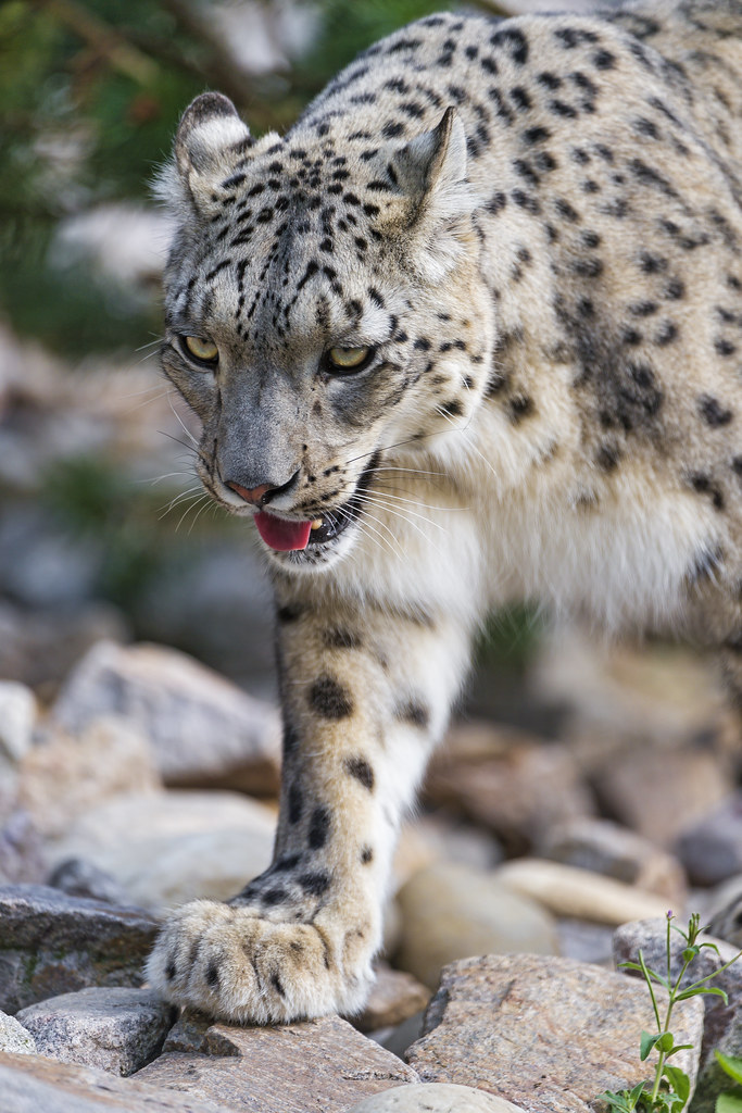1 HD Snow Leopard Wallpaper HD Snow Leopard Wallpaper, Mother Leopard and Cubs Art, Snow Leopard UHD Background, Wild Animal 4K Backgrounds, Wildlife 4K Wallpapers, Winter Art Wallpaper Snow Leopard Mom With Cubs – Beautiful Winter Artwork 4K UHD Wallpaper HD Snow Leopard Wallpaper Snow Leopard Mom With Cubs – Beautiful Winter Artwork 4K UHD Wallpaper