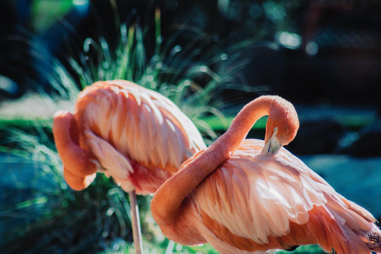 digital wallpapers Flamingo Wallpapers 4K – Glossy Pink Birds inside the Wild