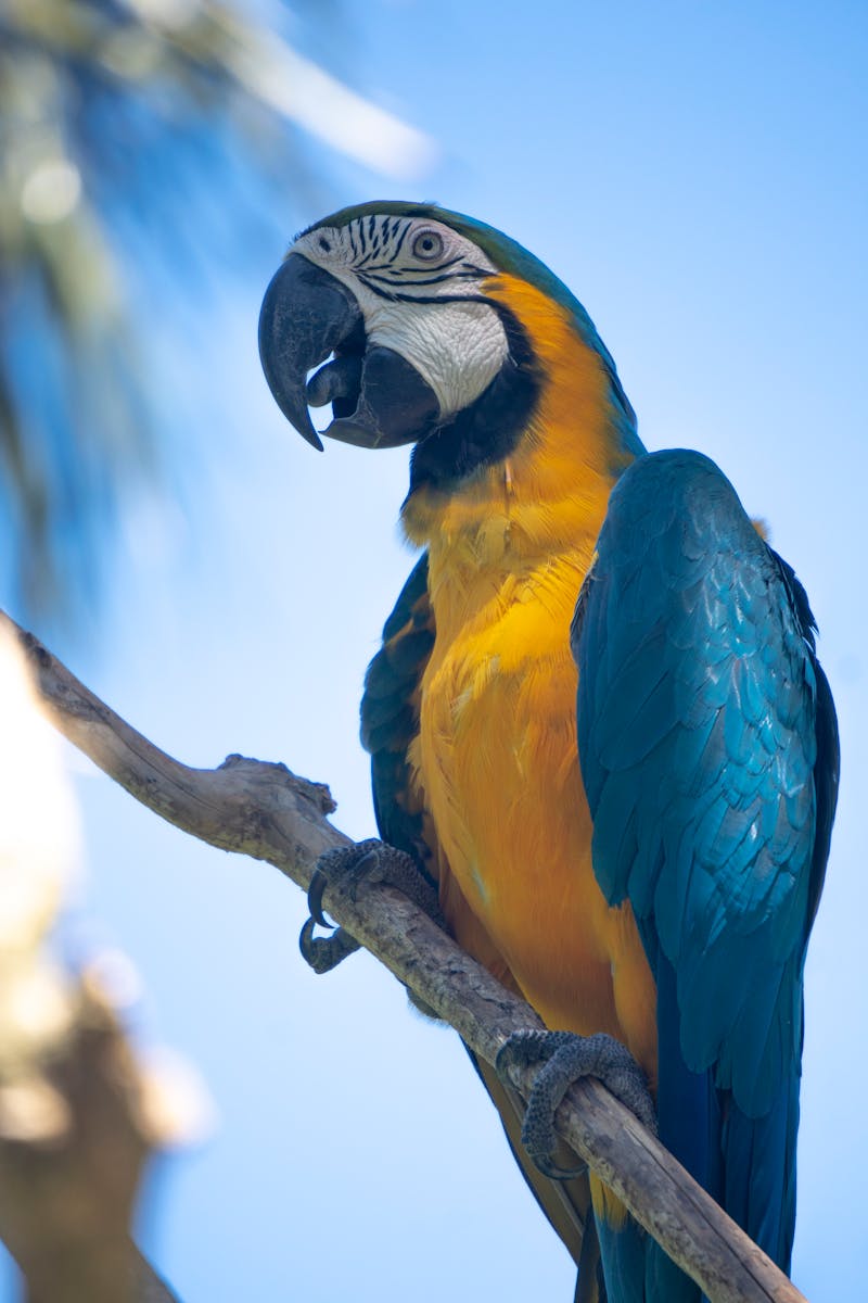 10 Amazon Parrot Images Amazon Parrot Images, Colorful Birds Wallpapers, Exotic Parrot Backgrounds, Macaw Wallpapers HD, Nature Bird Backgrounds., Parrot Photography, Parrot Wallpapers, Tropical Forest Birds 4K, Tropical Parrot 4K, Wildlife Wallpapers 4K Parrot Wallpapers – Vibrant Voices of the Tropical Forest Amazon Parrot Images Parrot Wallpapers – Vibrant Voices of the Tropical Forest