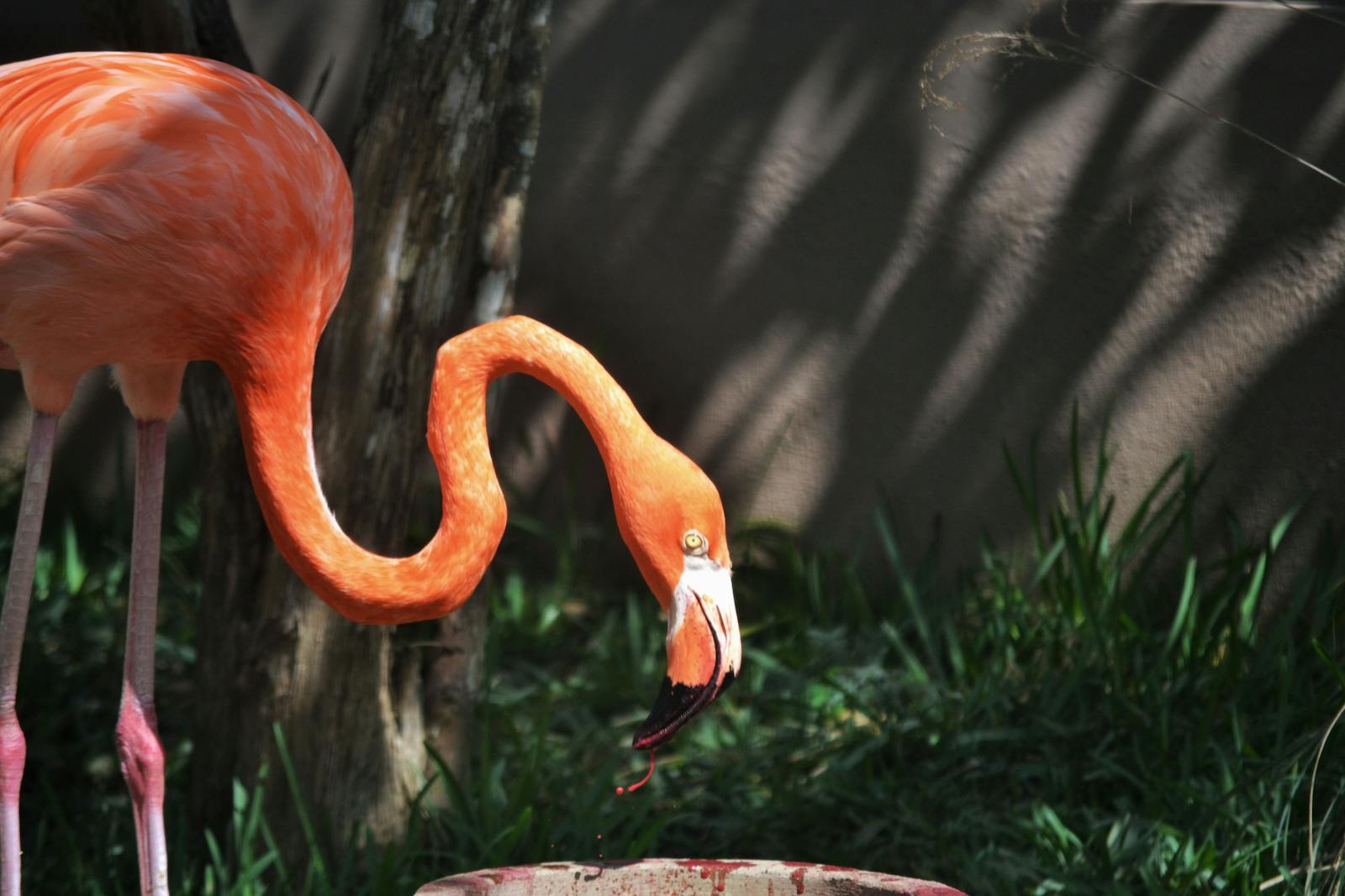 digital wallpapers Flamingo Wallpapers 4K – Glossy Pink Birds inside the Wild