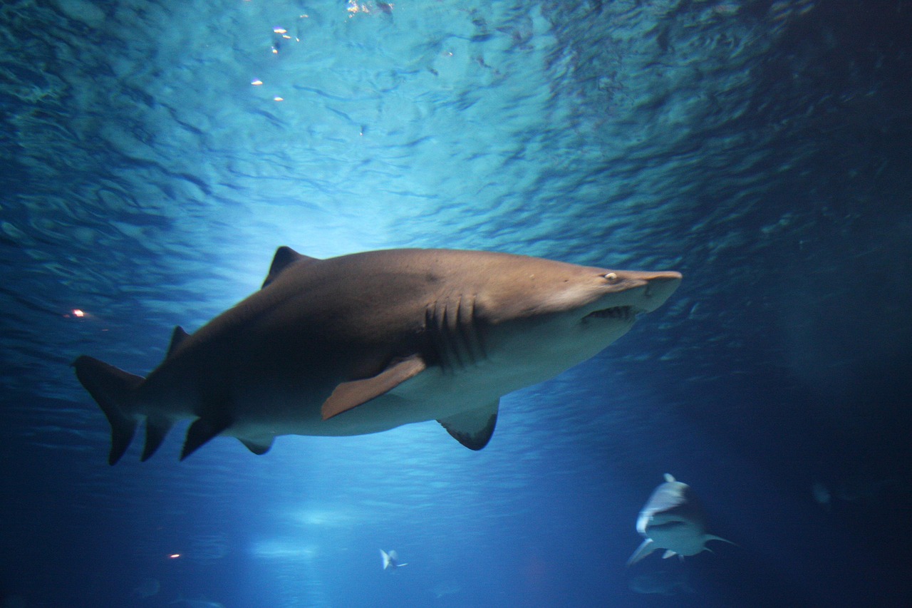 Deep Sea Wallpapers Shark 4K Wallpapers – Fearless Predators of the Ocean