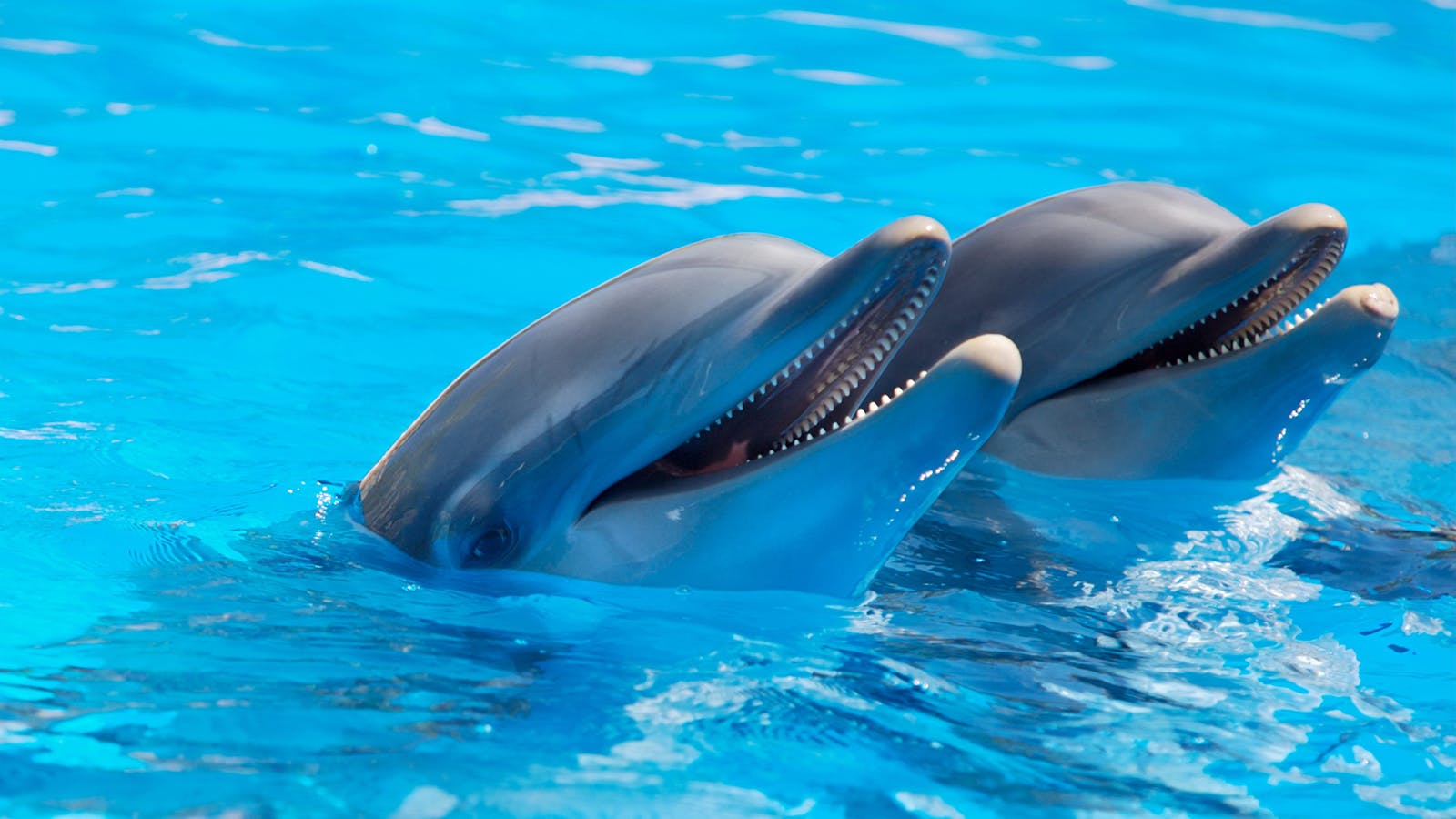 25 dolphin 4k wallpapers dolphin 4k wallpapers, dolphin ultra HD pictures, marine life wallpapers, ocean animals 4k, ocean dolphin backgrounds, sea life desktop wallpapers, underwater dolphin images Dolphin 4K Wallpapers – Joyful Swimmers of the Ocean dolphin 4k wallpapers Dolphin 4K Wallpapers – Joyful Swimmers of the Ocean