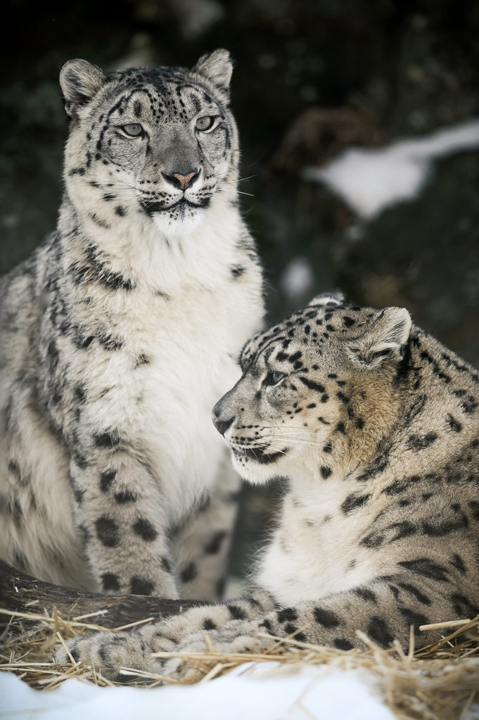 5 HD Snow Leopard Wallpaper HD Snow Leopard Wallpaper, Mother Leopard and Cubs Art, Snow Leopard UHD Background, Wild Animal 4K Backgrounds, Wildlife 4K Wallpapers, Winter Art Wallpaper Snow Leopard Mom With Cubs – Beautiful Winter Artwork 4K UHD Wallpaper HD Snow Leopard Wallpaper Snow Leopard Mom With Cubs – Beautiful Winter Artwork 4K UHD Wallpaper