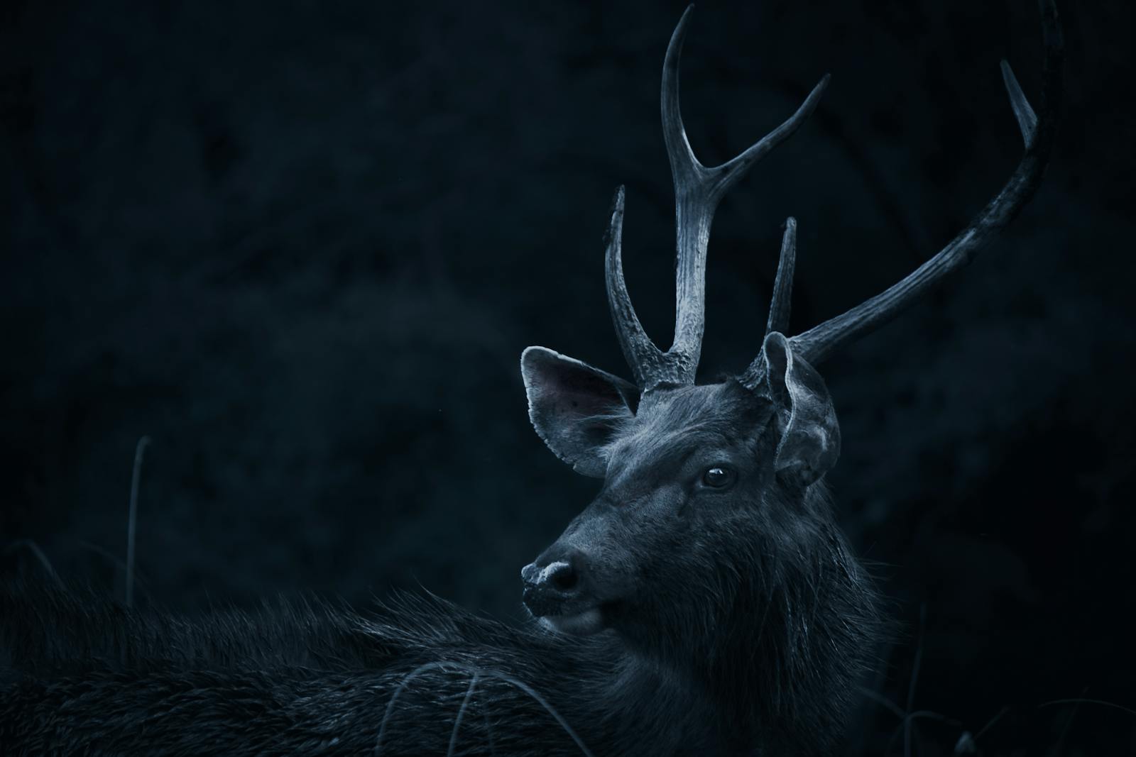 1 buck deer in fog wallpapers 4K buck deer in fog wallpapers 4K, deer and mist 4K background, deer wallpaper HD, forest deer wallpaper, majestic buck wallpapers, nature fog backgrounds, wild animal wallpapers 4K Buck Deer in Fog Wallpapers 4K – The Majestic Beauty of Nature’s Silent Mornings buck deer in fog wallpapers 4K Buck Deer in Fog Wallpapers 4K – The Majestic Beauty of Nature’s Silent Mornings