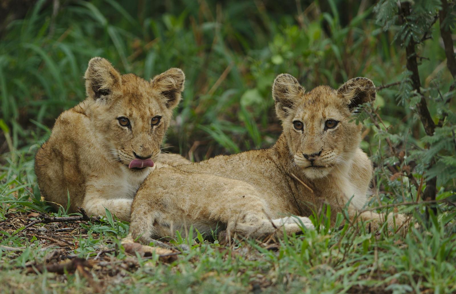 15 African lions African lions, animal wallpapers, baby lion wallpaper, cute lion wallpapers, lion cub 4K wallpapers, lion cub wallpapers, majestic lions, nature backgrounds, wildlife photography Lion Cub Wallpapers – The Cutest Faces of the Wild African lions Lion Cub Wallpapers – The Cutest Faces of the Wild