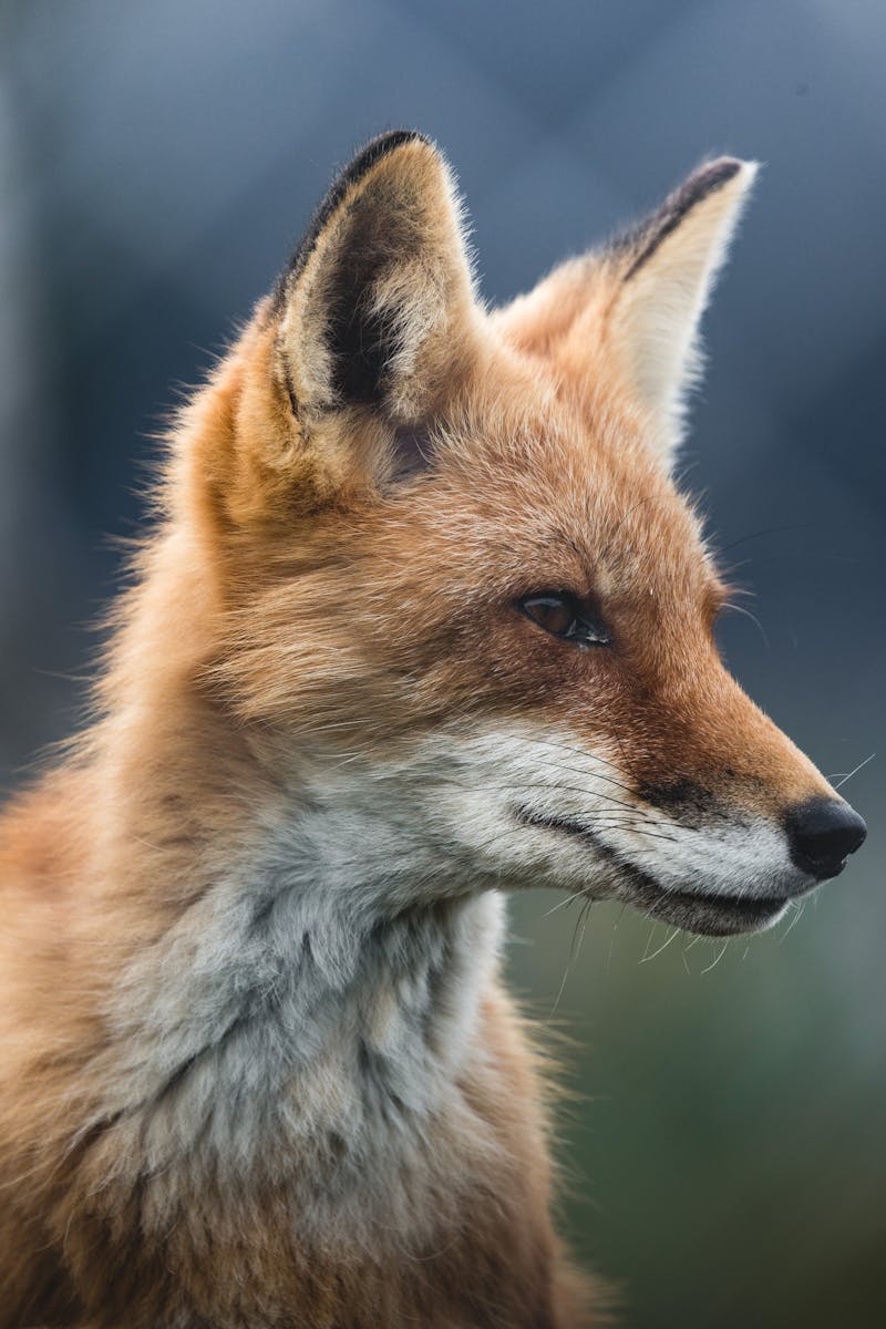 arctic fox wallpaper Fox Wallpapers – Elegant and Clever Forest Creatures