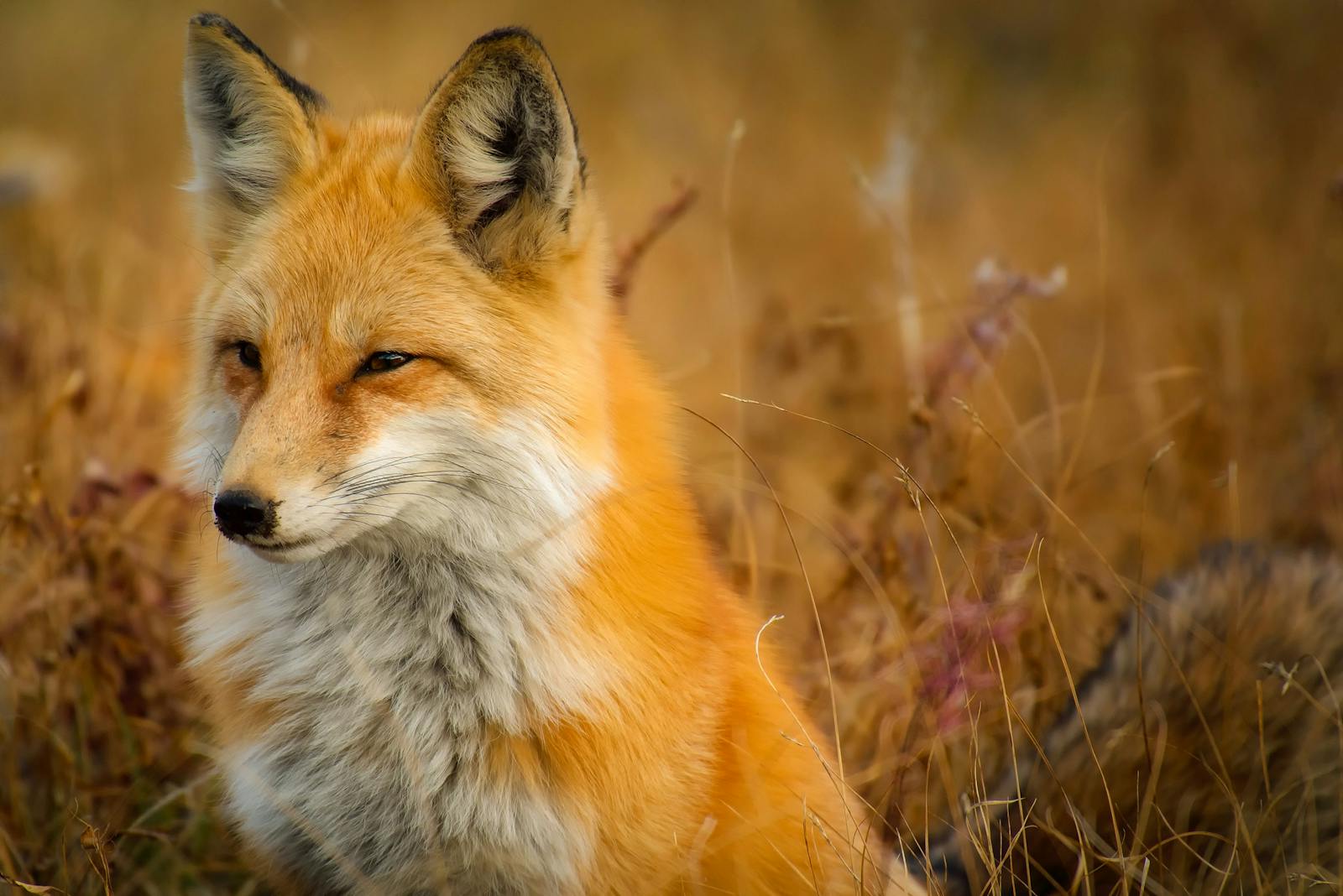 arctic fox wallpaper Fox Wallpapers – Elegant and Clever Forest Creatures