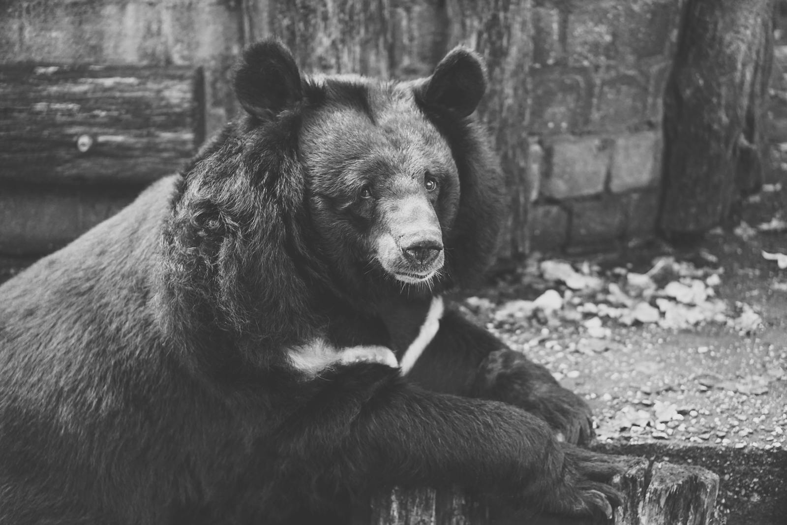 animal wallpapers ultra HD Majestic Bear 4K Extremely Excessive Definition Wallpapers – Wild Magnificence and Pure world’s Majesty in Breathtaking Texture