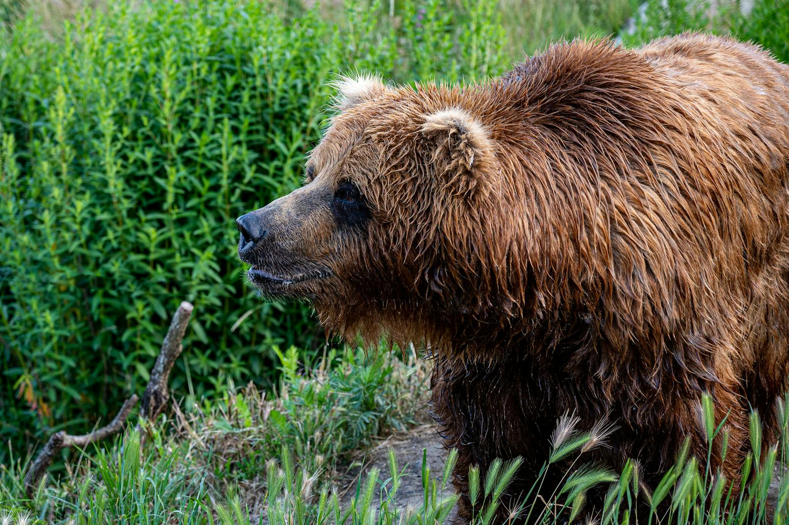 1 animal wallpapers ultra HD animal wallpapers ultra HD, bear 4k wallpaper, bear desktop background, bear UHD background, grizzly bear wallpaper, nature 4K wallpapers, polar bear 4K images, wildlife wallpaper 4K Majestic Bear 4K Extremely Excessive Definition Wallpapers – Wild Magnificence and Pure world’s Majesty in Breathtaking Texture