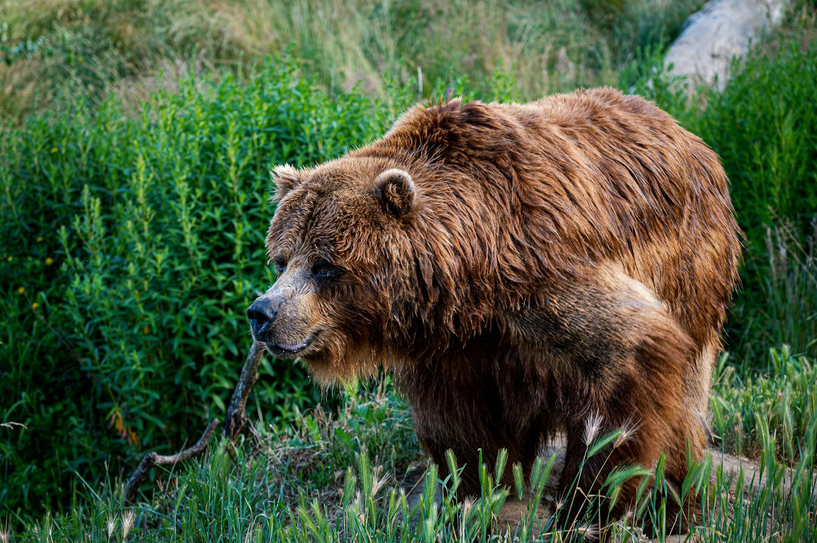 5 animal wallpapers ultra HD animal wallpapers ultra HD, bear 4k wallpaper, bear desktop background, bear UHD background, grizzly bear wallpaper, nature 4K wallpapers, polar bear 4K images, wildlife wallpaper 4K Majestic Bear 4K Extremely Excessive Definition Wallpapers – Wild Magnificence and Pure world’s Majesty in Breathtaking Texture animal wallpapers ultra HD Majestic Bear 4K Extremely Excessive Definition Wallpapers – Wild Magnificence and Pure world’s Majesty in Breathtaking Texture