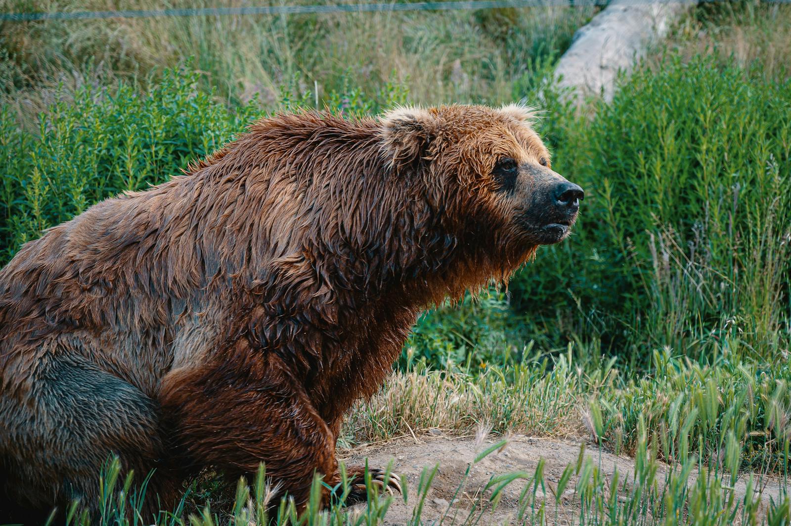 4 animal wallpapers ultra HD animal wallpapers ultra HD, bear 4k wallpaper, bear desktop background, bear UHD background, grizzly bear wallpaper, nature 4K wallpapers, polar bear 4K images, wildlife wallpaper 4K Majestic Bear 4K Extremely Excessive Definition Wallpapers – Wild Magnificence and Pure world’s Majesty in Breathtaking Texture animal wallpapers ultra HD Majestic Bear 4K Extremely Excessive Definition Wallpapers – Wild Magnificence and Pure world’s Majesty in Breathtaking Texture