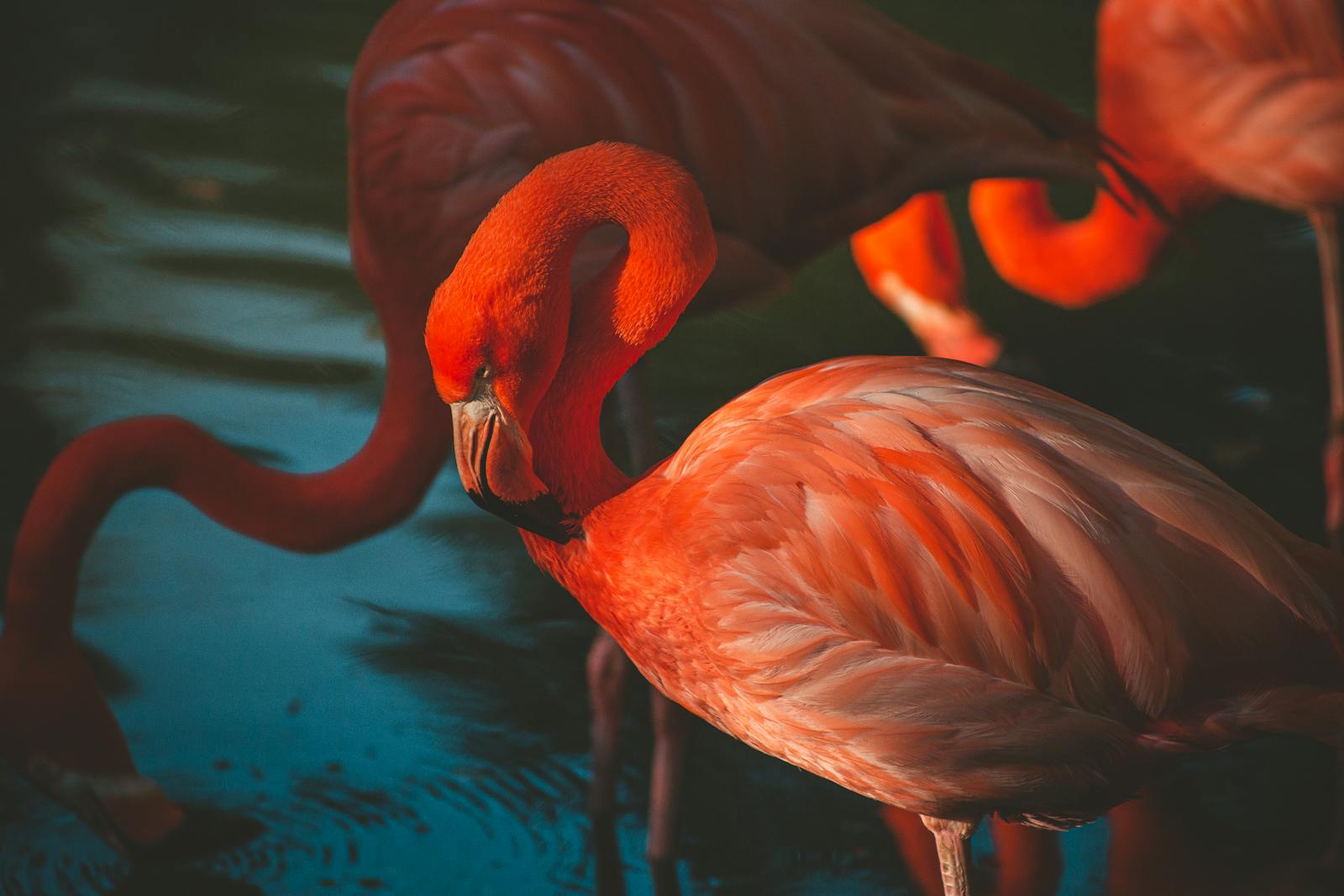 digital wallpapers Flamingo Wallpapers 4K – Glossy Pink Birds inside the Wild