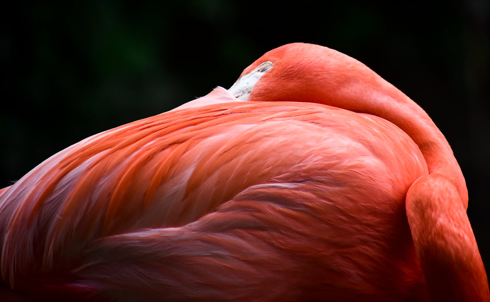 digital wallpapers Flamingo Wallpapers 4K – Glossy Pink Birds inside the Wild