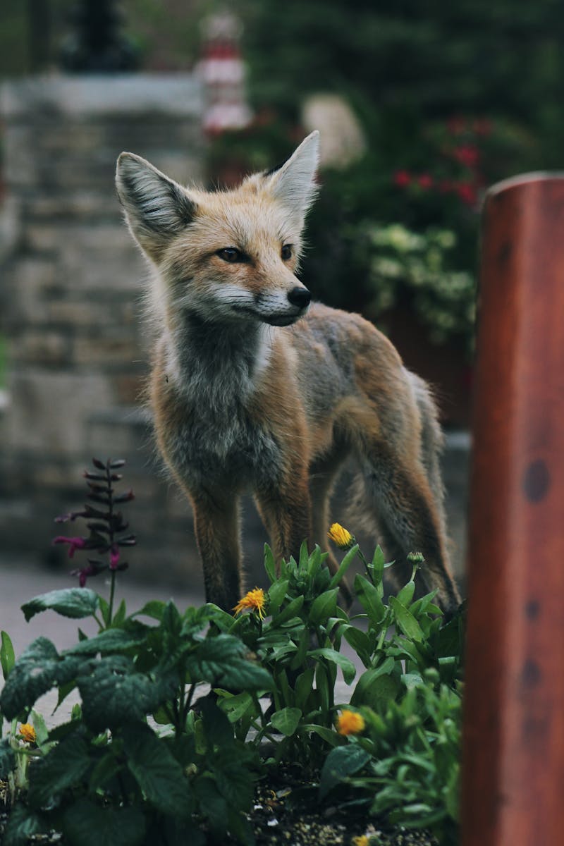 arctic fox wallpaper Fox Wallpapers – Elegant and Clever Forest Creatures
