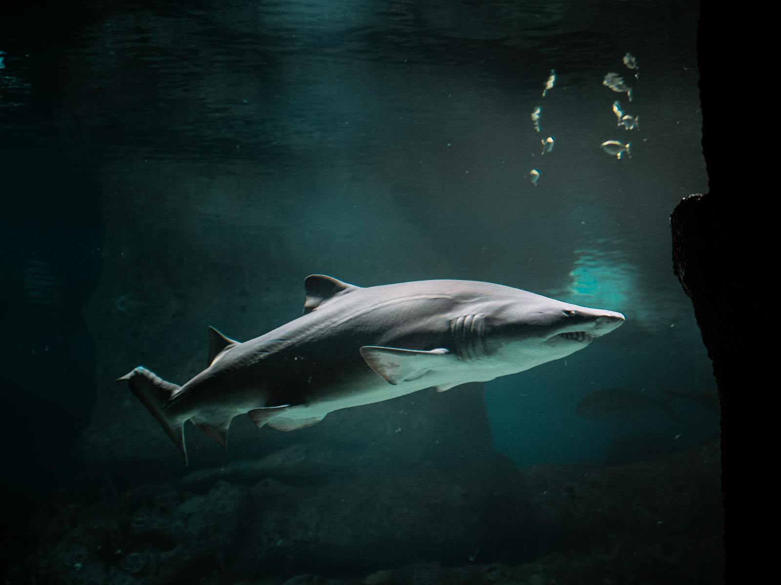 Deep Sea Wallpapers Shark 4K Wallpapers – Fearless Predators of the Ocean