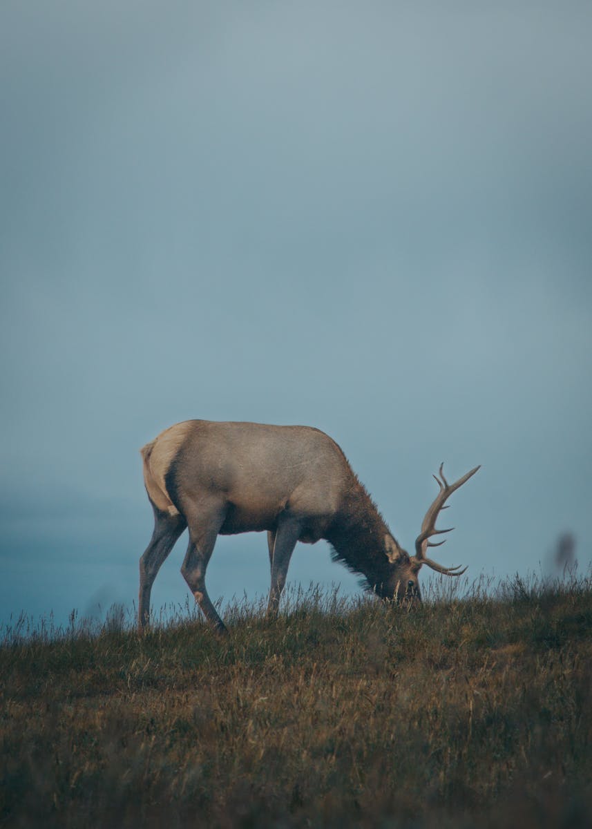 buck deer in fog wallpapers 4K Buck Deer in Fog Wallpapers 4K – The Majestic Beauty of Nature’s Silent Mornings