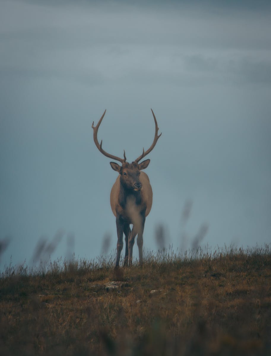 2 buck deer in fog wallpapers 4K buck deer in fog wallpapers 4K, deer and mist 4K background, deer wallpaper HD, forest deer wallpaper, majestic buck wallpapers, nature fog backgrounds, wild animal wallpapers 4K Buck Deer in Fog Wallpapers 4K – The Majestic Beauty of Nature’s Silent Mornings buck deer in fog wallpapers 4K Buck Deer in Fog Wallpapers 4K – The Majestic Beauty of Nature’s Silent Mornings