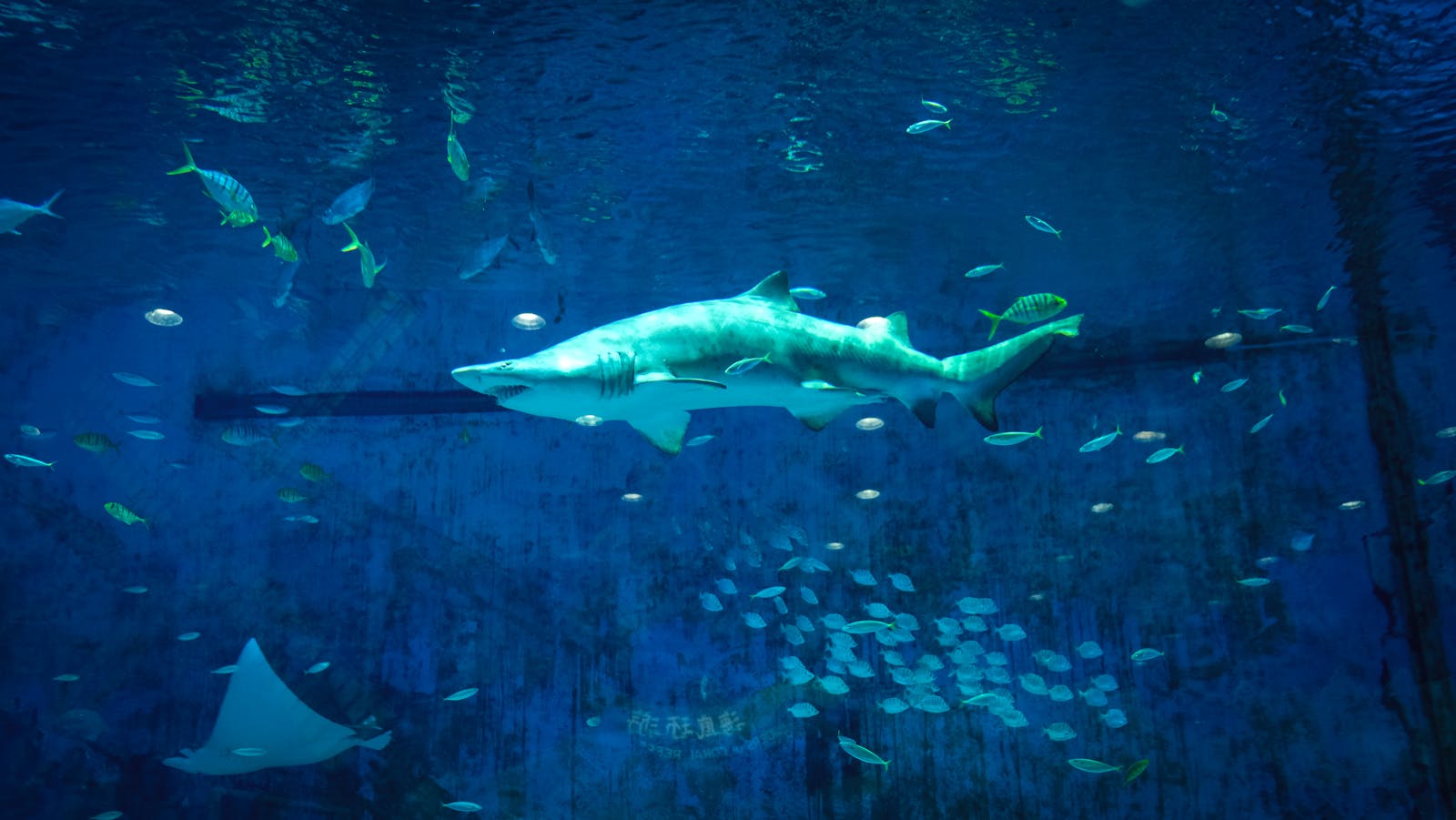 Deep Sea Wallpapers Shark 4K Wallpapers – Fearless Predators of the Ocean