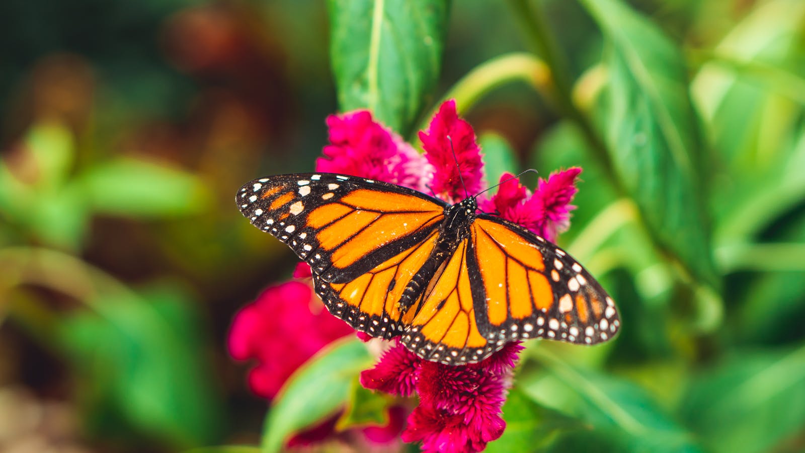 5 butterfly 4k wallpapers butterfly 4k wallpapers, butterfly photography 4k, butterfly ultra hd images, colorful butterfly backgrounds, nature insect wallpapers, nature wallpapers free download Butterfly 4K Wallpapers – Vibrant Wings of Pure world butterfly 4k wallpapers Butterfly 4K Wallpapers – Vibrant Wings of Pure world