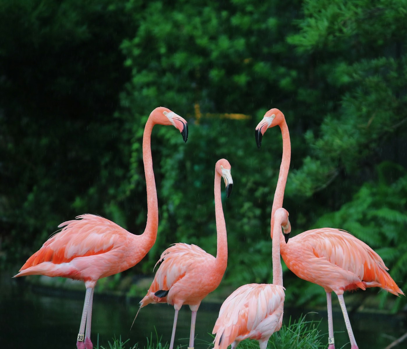 digital wallpapers Flamingo Wallpapers 4K – Glossy Pink Birds inside the Wild