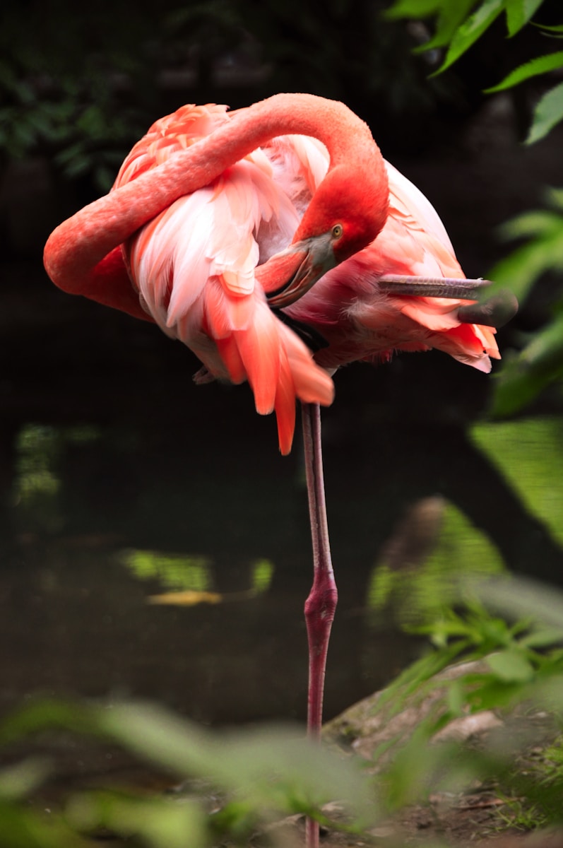 digital wallpapers Flamingo Wallpapers 4K – Glossy Pink Birds inside the Wild