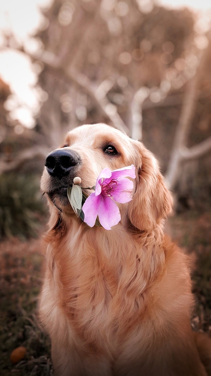 10 best dog wallpapers best dog wallpapers, cute dog backgrounds, Golden Retriever 4K wallpapers, Golden Retriever background HD, Golden Retriever puppies, loyal dog breed images, pet photography, Ultra HD animal wallpapers Golden Retriever 4K Wallpapers – Loyal and Nice Companions best dog wallpapers Golden Retriever 4K Wallpapers – Loyal and Nice Companions