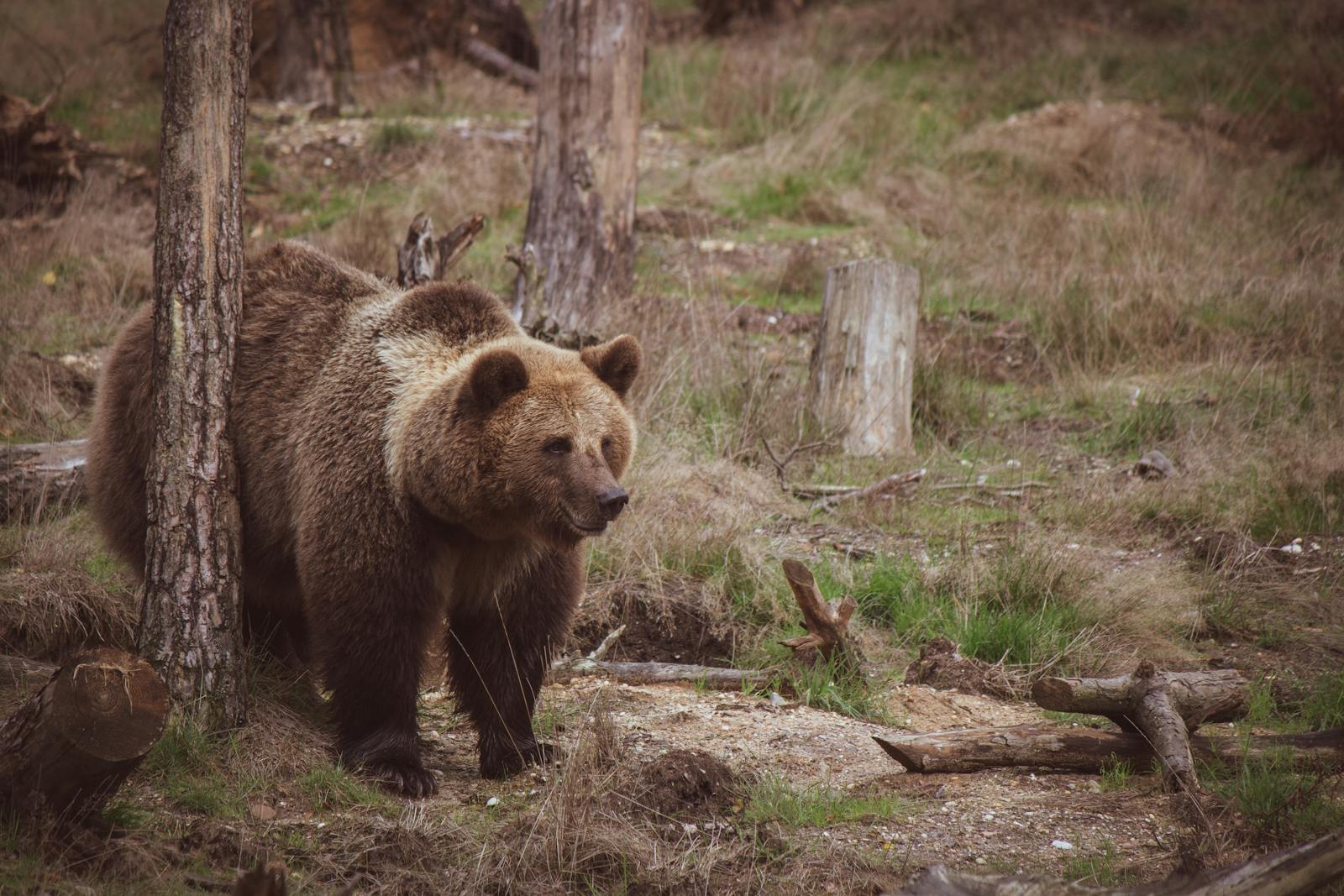 9 animal wallpapers ultra HD animal wallpapers ultra HD, bear 4k wallpaper, bear desktop background, bear UHD background, grizzly bear wallpaper, nature 4K wallpapers, polar bear 4K images, wildlife wallpaper 4K Majestic Bear 4K Extremely Excessive Definition Wallpapers – Wild Magnificence and Pure world’s Majesty in Breathtaking Texture animal wallpapers ultra HD Majestic Bear 4K Extremely Excessive Definition Wallpapers – Wild Magnificence and Pure world’s Majesty in Breathtaking Texture