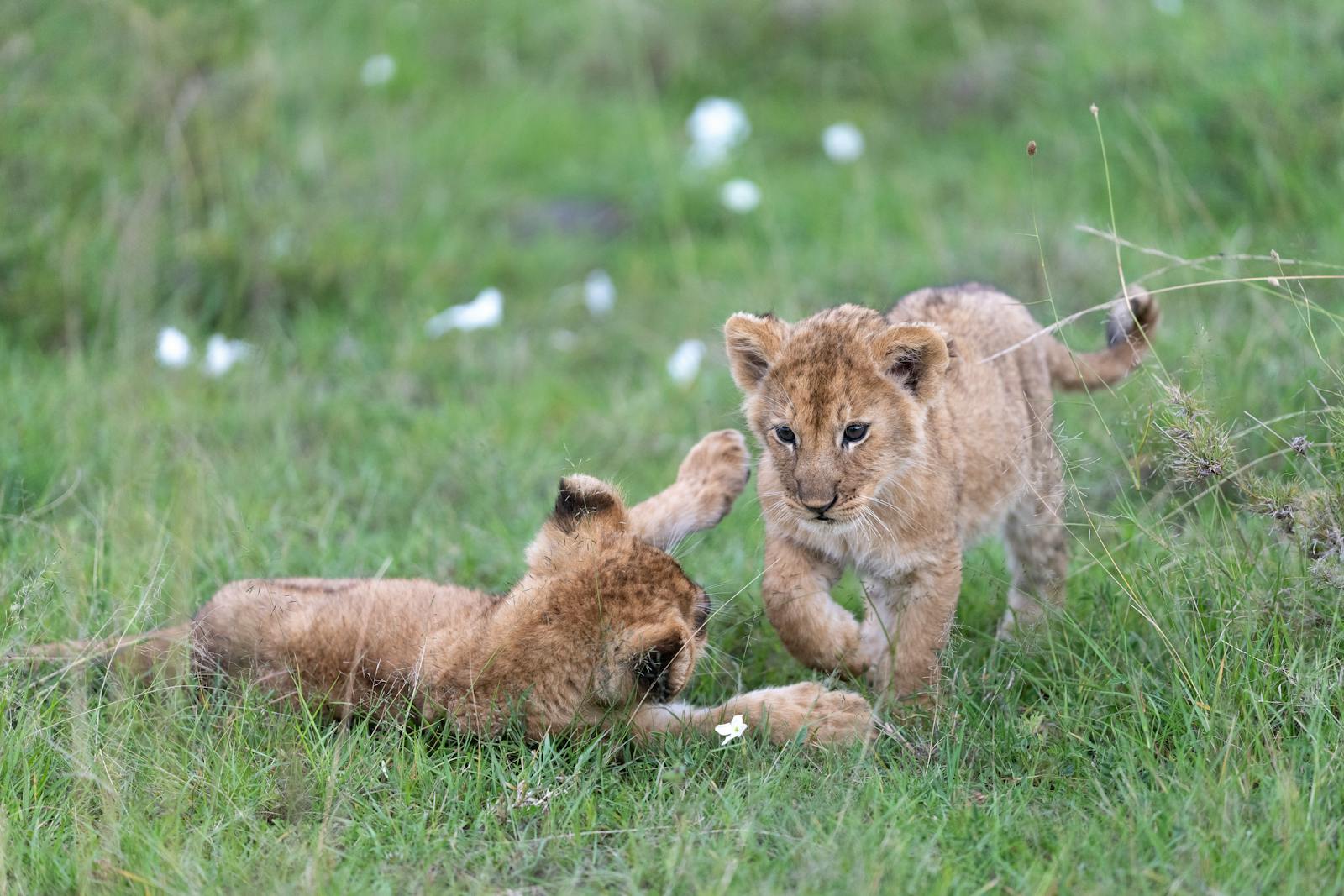 13 African lions African lions, animal wallpapers, baby lion wallpaper, cute lion wallpapers, lion cub 4K wallpapers, lion cub wallpapers, majestic lions, nature backgrounds, wildlife photography Lion Cub Wallpapers – The Cutest Faces of the Wild African lions Lion Cub Wallpapers – The Cutest Faces of the Wild